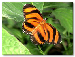 butterfly5.jpg