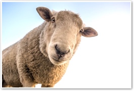 sheep8