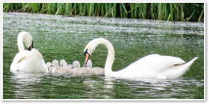 swanfamily