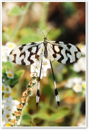 butterfly-169924_643