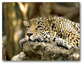 Leopard,_Africa.jpg