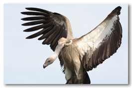 Vulture2.jpg