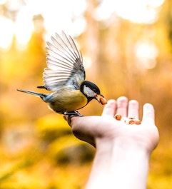 birdfeedinghand