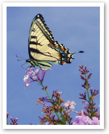 butterfly61.jpg