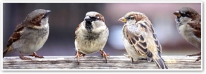 sparrows 2759978 640