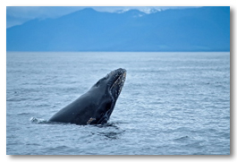whale1.jpg