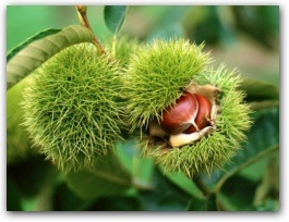 Chestnut_Tree.jpg