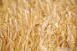 wheatseed