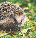The Hedgehogs of Critical Race Theory