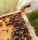 How beekeeping satisfies the soul