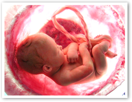 children/baby-in-womb